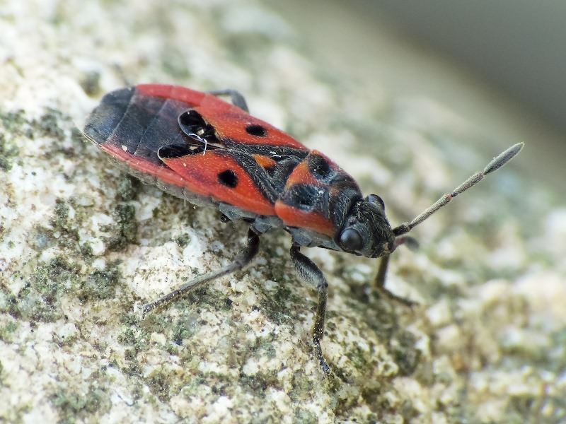Melanocoryphus tristrami (Douglas & Scott, 1868)